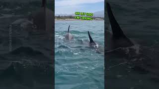 Close Encounter With Orca Whales 😲 [upl. by Nosilla59]