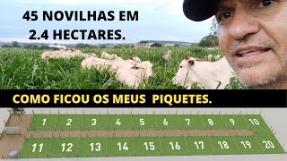 MEU PROJETO DE 45 NOVILHAS EM 24 HECTARES [upl. by Elyad]