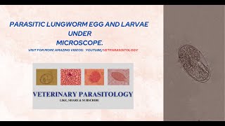 Dictyocaulus filaria egg and larvae under microscope [upl. by Enomis621]