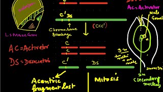 TransposonsTransposable genetic elements [upl. by Weissman686]