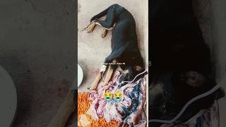 Dog treatment for kidney problem petclinic dogtreatment dogrescue love sad bgm dogvideos [upl. by Fruma]