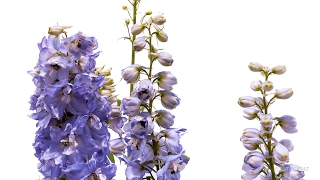 Timelapse Larkspur Flower Growing and Blooming Plant  Pflanzen Zeitraffer Rittersporn Delphinium [upl. by Susie21]