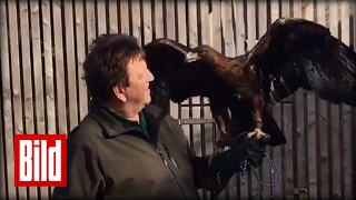 Steinadler quotSchorschiquot liebt die Sonne – Frühlingsbote [upl. by Sivart]