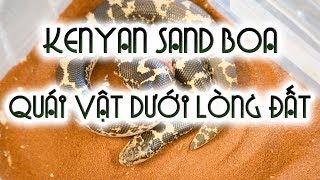 KENYAN SAND BOA  Quái vật dưới lòng đất  WILDVN TV [upl. by Lissy]