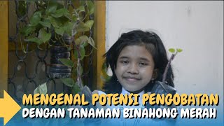 MENGENAL POTENSI PENGOBATAN DENGAN TANAMAN BINAHONG MERAH  STEPHANI SMPN 3 SURABAYA [upl. by Melac]