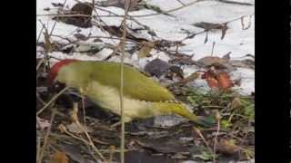 Ciocanitoarea verde  Picus viridis [upl. by Okomom]