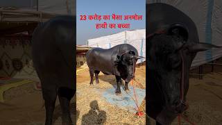 पुष्कर मेला 2024 live updates pushkar rajasthan pushkarfair mela [upl. by Ztnaj]