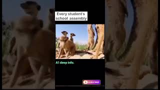 Every students school assembly  shortvideo funny trending  viralvideo [upl. by Simpson]