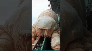 574DISCOVERY OF A MYSTERIOUS GIANT SHRIMP THE OCEAN [upl. by Muns484]