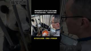 20241205 福宝最新检测结果已出？神树坪基地闭园？12月3日，福宝全身抖动后是怎么了？福宝 大熊猫福宝 福宝日常 神树坪基地 爱宝乐园 [upl. by Valene106]