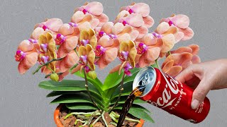 A can of coke orchids will bloom all four seasons without care [upl. by Alvis]