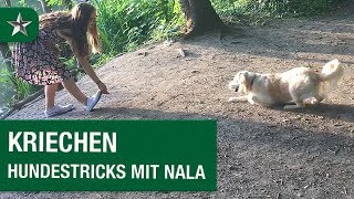 Kriechen – Hundetricks mit Nala präsentiert von PLATINUM [upl. by Ailbert]