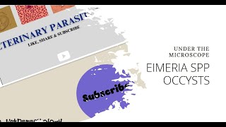 Unsporulated oocysts of Eimeria spp under microscope in a Buffalo fecal sample 40X objective [upl. by Jerad]