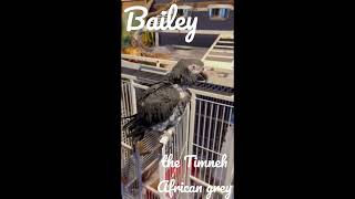 Bailey the Timneh African grey 2 [upl. by Mirak207]