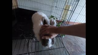 New indoor angora rabbit set up with Arthur the angora rabbit [upl. by Nifled]