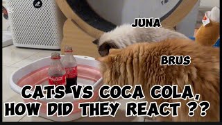 CATS VS COCA COLA  HOW DID THEY REACT  funnyvideo adorablecats [upl. by Asenab907]