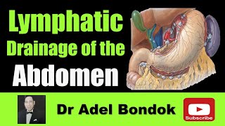 Lymphatic Drainage of the Abdomen Dr Adel Bondok [upl. by Naivart991]