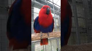 Eclectus Roratus chirp cutely [upl. by Nadnal699]