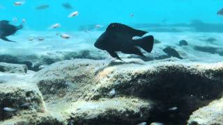 Ndole Bay  just a few meters into the water  Lake Tanganyika [upl. by Amelus]