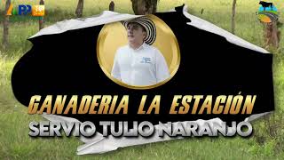 VIDEO LANZAMIENTO CORRALEJAS DE PUEBLO NUEVO 2024 [upl. by Aihtnic]