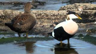 Common Eider  Somateria mollissima [upl. by Eisele]