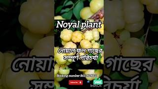 How to care and grow gooseberry or noyal plantsকলম করা নোয়াল গাছ ছাদে বসানোর সম্পূর্ণ টিপসfruit [upl. by Immat]