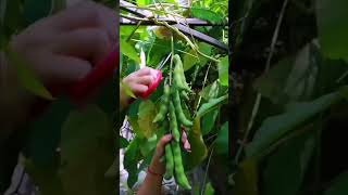 Beautiful and healing rural life  fruit pickingfruit pick villagelife fruitpicking ruralchina [upl. by Plume]