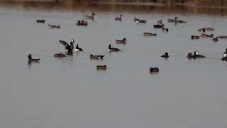 Hooded Merganser Ducks [upl. by Ledarf]