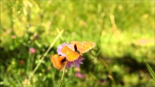 Le Jardin des papillons de DignelesBains [upl. by Thedrick387]