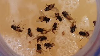 مصيدة الذباب DIY fly mosquito trap، الباعوض، ءباب الفاكهة بدون استخدام المبيدات الضارة [upl. by Espy897]