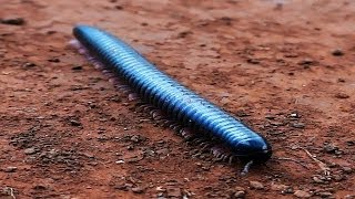 Black Giant Millipede  Disgusting Things [upl. by Anytsyrk684]