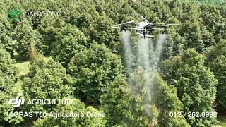 DJI AGRAS T50 Agriculture Drone Spraying Durian Tree Malaysia [upl. by Janetta71]