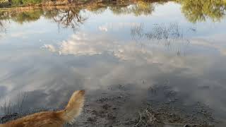 Desert Spadefoot Toads surface after heavy Monsoon Rain 🌧️ [upl. by Leitman]