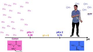 UE14 Ionisation des acides aminés [upl. by Fredella36]