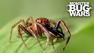 Green Jumping Spider Vs Long Jawed Jumping Spider  MONSTER BUG WARS [upl. by Etat]