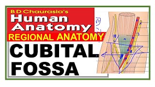 Chp8  Cubital Fossa  Upper Limb  BD Chaurasia Regional Anatomy  Dr Asif Lectures [upl. by Robi]