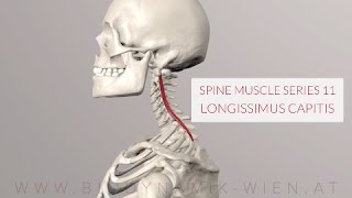 Spine Series 11 Neck Muscles Longissimus Capitis 3D Animation [upl. by Drobman]