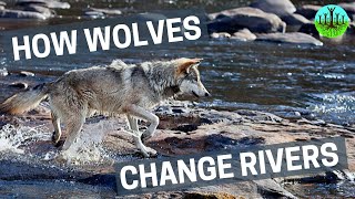 The War Of The Wolf Packs  Part 1 Wolf Documentary HD  White Wolf  Real Wild [upl. by Larrisa]