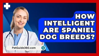 How Intelligent Are Spaniel Dog Breeds  PetGuide360com [upl. by Cordy599]