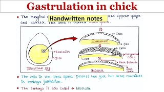 Gastrulation in chick  Handwritten notes [upl. by Abad]