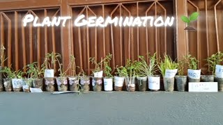 Plant Germination Science Project 🌱☺️mtms project science facts germination crazy [upl. by Kazue]