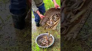 The process of catching loaches in paddy fields [upl. by Tallbott]