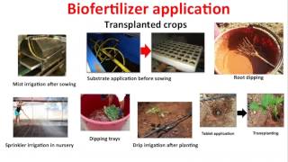 Using Biofungicides Biostimulants and Biofertilizers [upl. by Aliuqahs]