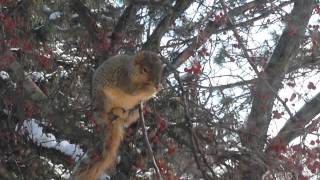 A Squirrel Feasting on Berries [upl. by Ligetti]