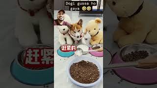 Dogi gossa hogyea dog pets funny cute puppy hiphopmusic music hiphop phonker automobile [upl. by Oswal]