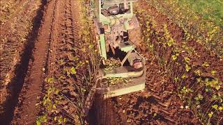 Harvesting Stoolbeds of Rootstocks  Frank P Matthews [upl. by Lucrece794]