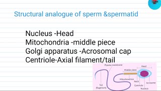 structural analogue in sperm and spermatid spermiogenesisi [upl. by Artima]