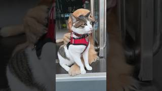 dog and cat love each other😺🐕cat dog lovecats viral reels trending [upl. by Adohr]