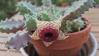 Huernia zebrina in bloom October 2024 [upl. by Muhcan]