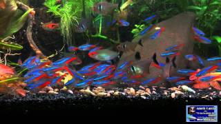 Neon Tetras Feeding on Repashy [upl. by Belcher]